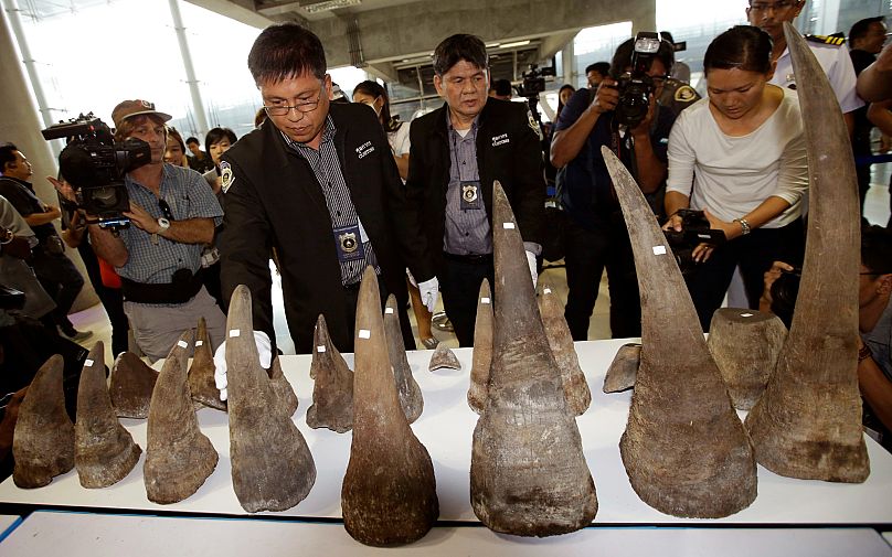 Gümrük memurları Bangkok, Tayland'daki Suvarnabhumi havaalanında düzenlenen bir basın toplantısı sırasında ele geçirilen gergedan boynuzlarını sergiliyor. / Sakchai Lalit