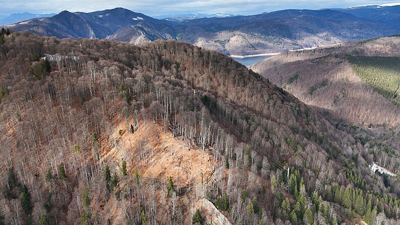 Μερικά από τα πιο όμορφα πρωτογενή δάση της Ευρώπης είναι θύματα παράνομης υλοτομίας.