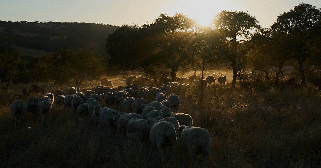 In Spain, migrants are saving sheep farms by taking over shepherding
