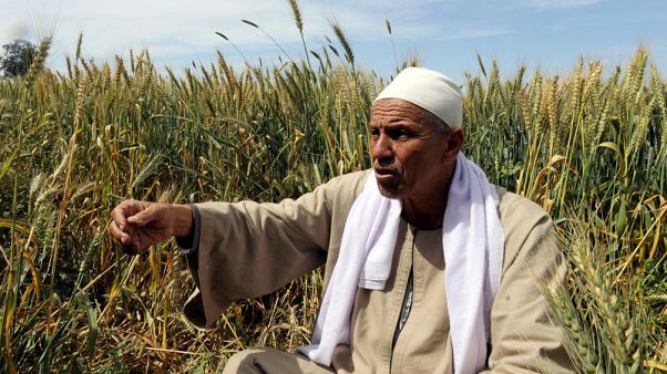 Egypt's rice farmers see rough times downstream of new Nile mega-dam