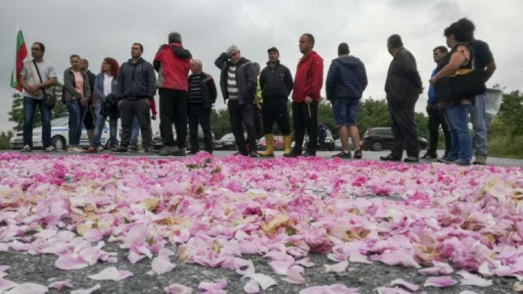 Bulgarie: des roses à profusion mais les producteurs broient du noir