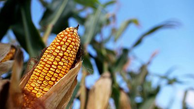 U.S. farmers plough ahead with plantings as China trade war fears ebb U.S. farmers plough ahead with plantings as China trade war fears ebb