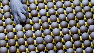 دراسة صينية: تناول بيضة في اليوم يقلل خطر الإصابة بأمراض القلب