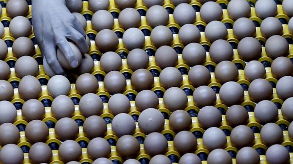 دراسة صينية: تناول بيضة في اليوم يقلل خطر الإصابة بأمراض القلب دراسة صينية: تناول بيضة في اليوم يقلل خطر الإصابة بأمراض القلب