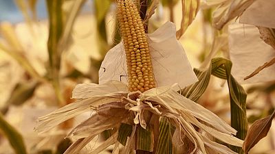 Exclusive - U.S. wants China to approve more biotech crops under trade deal: sources Exclusive - U.S. wants China to approve more biotech crops under trade deal: sources