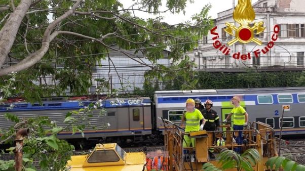 Albero cade su cavi,cancellati 25 treni Albero cade su cavi,cancellati 25 treni