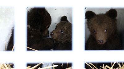 العثور على ثلاثة من صغار الدببة بمفردها في جبال بلغاريا