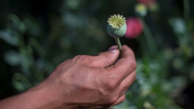 Au Mexique, le fentanyl menace les producteurs de pavot à opium
