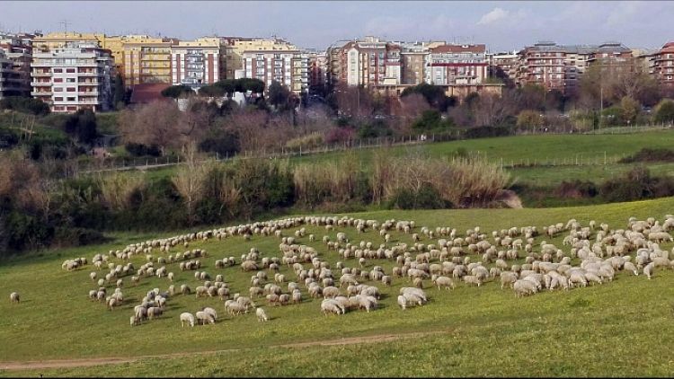 Roma:pecore tosaerba in parchi periferia