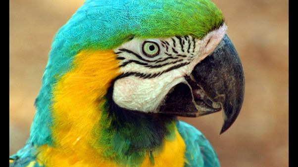 Traffico animali protetti, 7 arresti Cc Traffico animali protetti, 7 arresti Cc