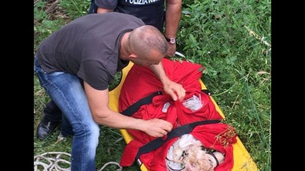 Cane lanciato da cavalcavia, è grave Cane lanciato da cavalcavia, è grave