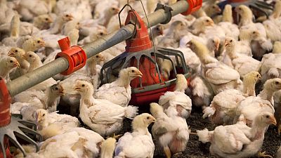 Exclusive - Poultry push: U.S. seeks end to China import ban - sources Exclusive - Poultry push: U.S. seeks end to China import ban - sources