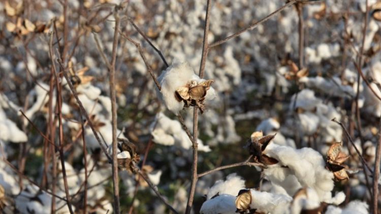 Cotton makes a comeback in U.S. Plains as farmers sour on wheat