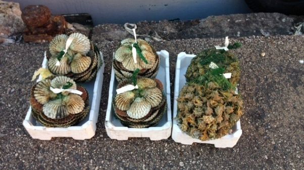 Consorzio pescatori vongole sotto accusa Consorzio pescatori vongole sotto accusa