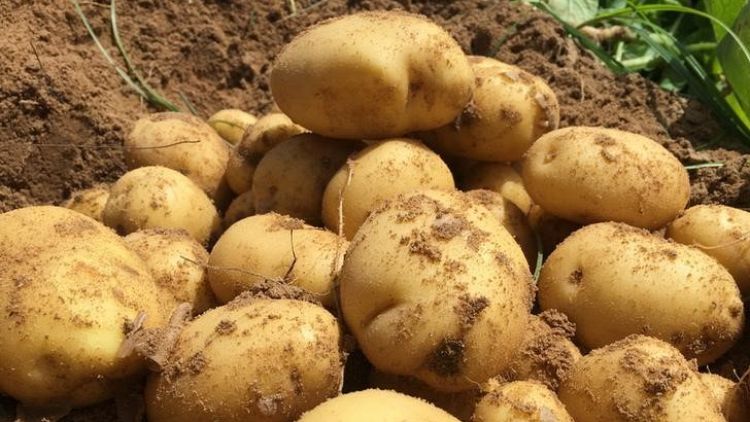 روسيا ترفع جزئيا حظرا على واردات البطاطا (البطاطس) القادمة من مصر