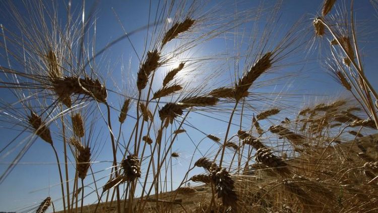 تونس تتوقع تراجع محصول الحبوب إلى 1.4 مليون طن الموسم الحالي