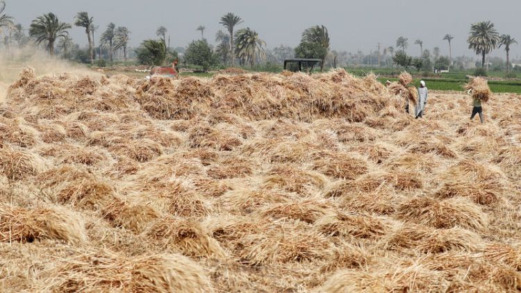 مصر ستسمح بدخول شحنة القمح الروسي المحتجزة بسبب الإرجوت