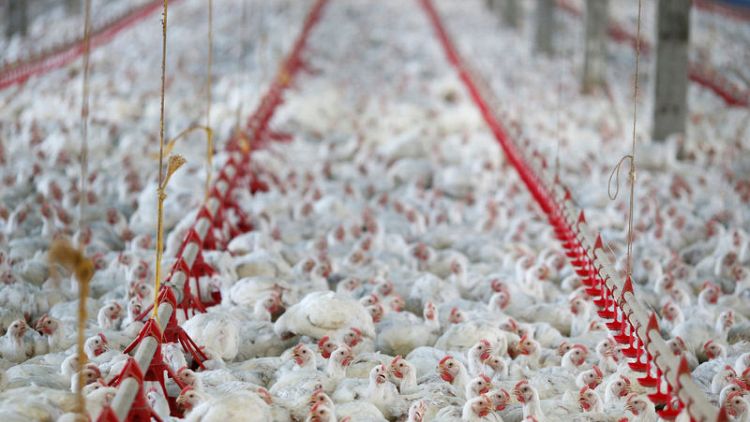 China hits Brazil broiler chickens with anti-dumping deposit