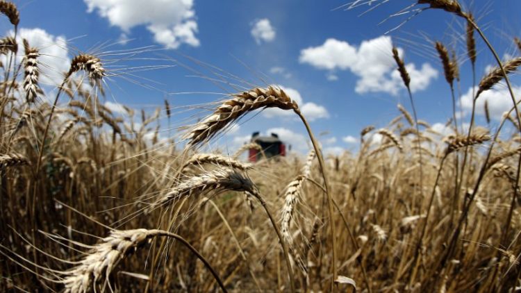 مصر تشتري 420 ألف طن من القمح الروماني والروسي