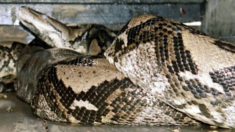 Indonésie: une femme dévorée par un python géant