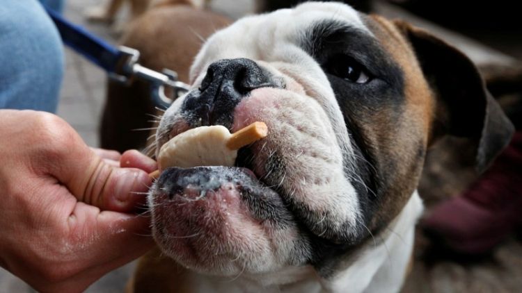 دراسة: الكلاب قد تساعد في بحث سلوكيات البشر تجاه الطعام