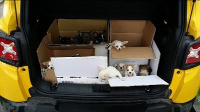 Gdf Gorizia sequestra 34 cuccioli cane