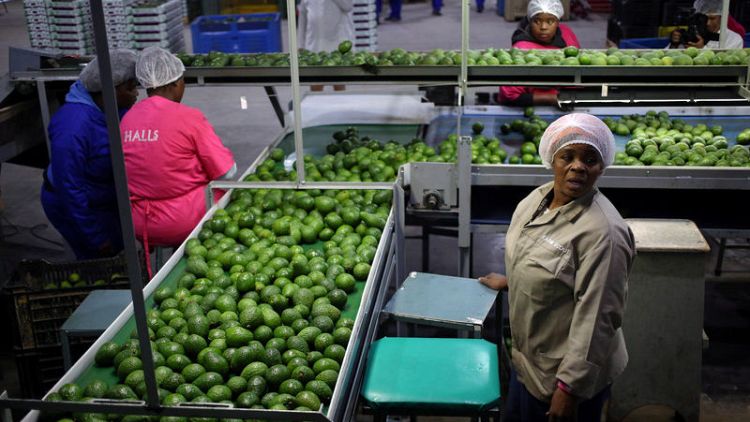Avocado 'green gold' ripe and ready for South Africa's farmers