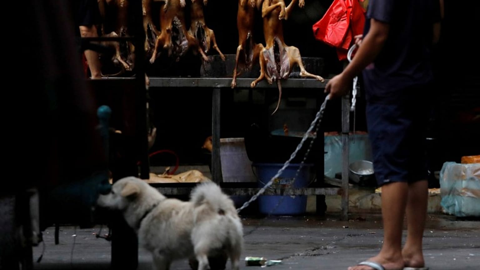 Home of China's dog meat festival defiant amid outcry