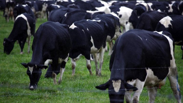 استراليا تعلق الترخيص الممنوح لإحدى الشركات لتصدير ماشية حية