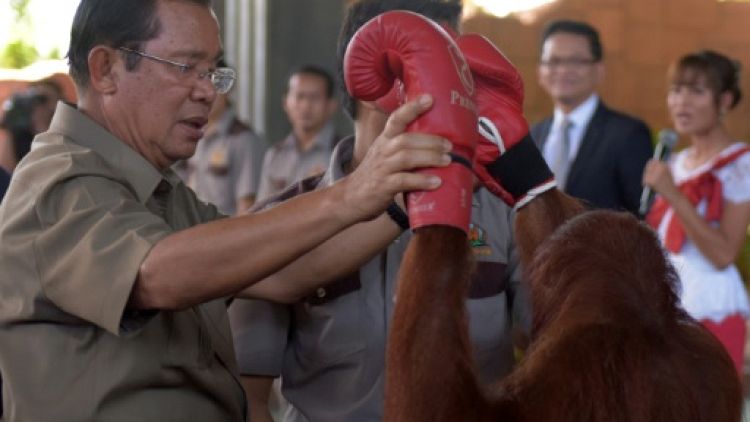 Cambodge: en campagne électorale, une pause pour un spectacle d'orangs-outans