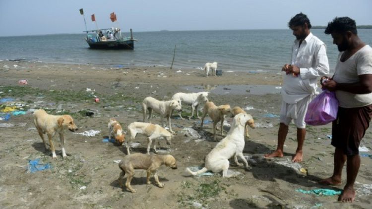 Au Pakistan, des îles aux chiens nourris par des pêcheurs