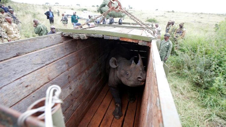 Kenya relocates endangered black rhinos to more secure habitat