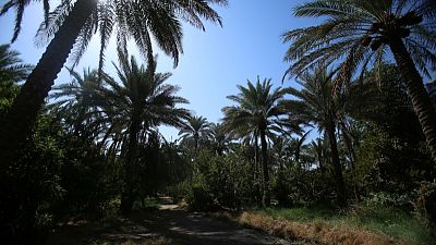 العراق ينوي زراعة 70 ألف نخلة لإحياء محصوله الأسطوري