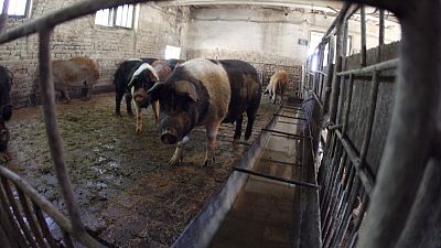 رومانيا تبلغ عن إصابات بحمى الخنازير الأفريقية في مزرعة جنوب البلاد