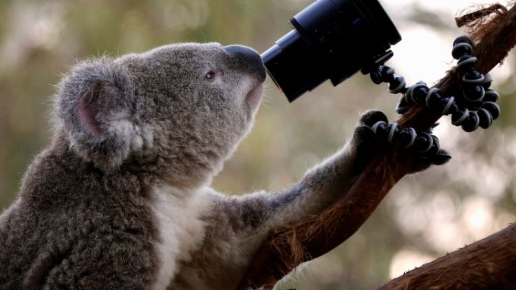 Scientists eye genome mapping to help chlamydia-stricken koalas