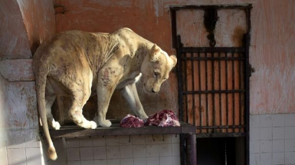 Au Pakistan, le zoo de Karachi tente de tourner le dos à son passé colonial Au Pakistan, le zoo de Karachi tente de tourner le dos à son passé colonial