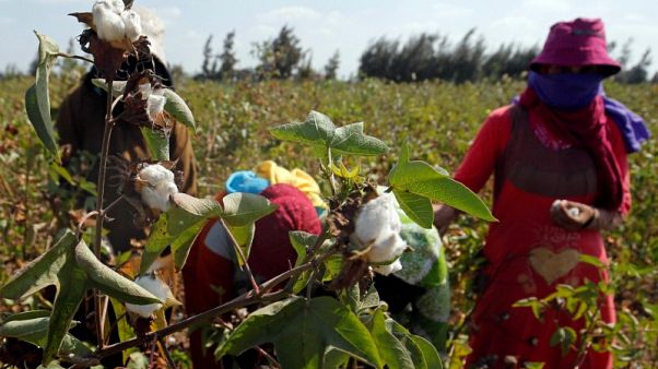 صادرات مصر من القطن ترتفع بنحو 37% مع تحسن جودة المحصول صادرات مصر من القطن ترتفع بنحو 37% مع تحسن جودة المحصول