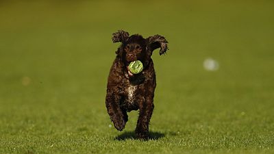 لاعب التنس البريطاني السابق تيم هينمان يدرب كلابا على إحضار الكرات