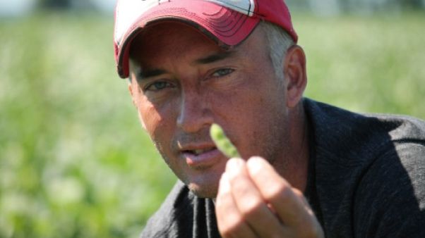Guerre commerciale: les cultivateurs américains de soja entre deux feux Guerre commerciale: les cultivateurs américains de soja entre deux feux