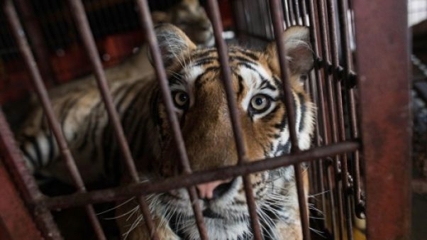 En Chine, des cirques accros à leurs animaux sauvages En Chine, des cirques accros à leurs animaux sauvages