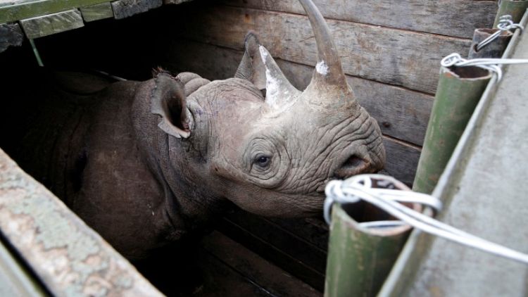 Kenya launches investigation into rhino deaths
