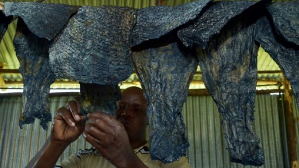 Au Kenya, les restes de poisson donnent des objets de mode en cuir Au Kenya, les restes de poisson donnent des objets de mode en cuir