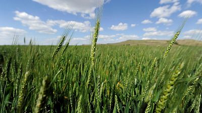 العراق يسعى لشراء 50 ألف طن من القمح في مناقصة