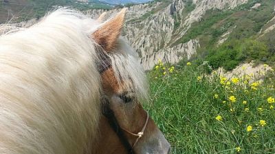 Guida stato ebbrezza, ubriaco a cavallo Guida stato ebbrezza, ubriaco a cavallo