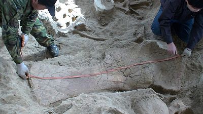 اكتشاف حفريات ديناصور سوروبود يعيد التفكير في تاريخ الفصيل طويل العنق