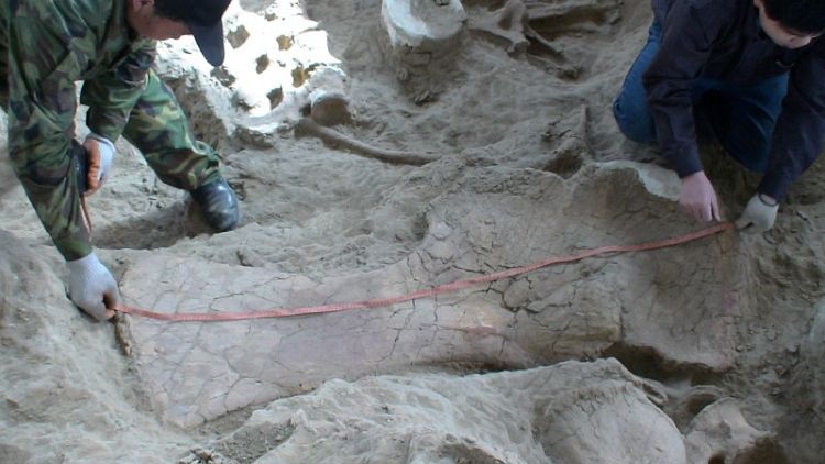 اكتشاف حفريات ديناصور سوروبود يعيد التفكير في تاريخ الفصيل طويل العنق