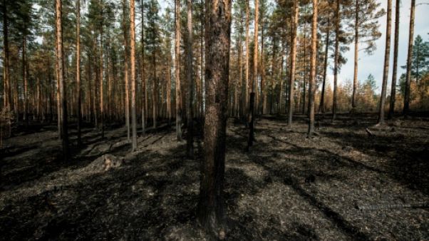 Dans la forêt suédoise, les flammes du crépuscule boréal Dans la forêt suédoise, les flammes du crépuscule boréal