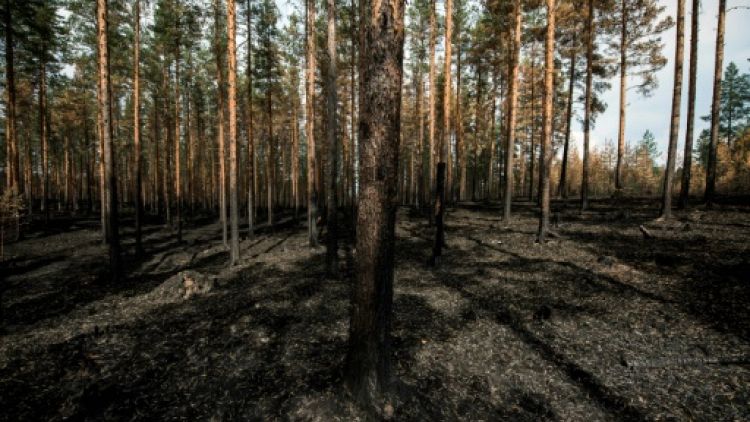 Dans la forêt suédoise, les flammes du crépuscule boréal