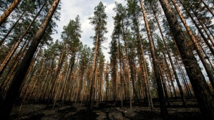 Forêt carbonisée à Korskrogen en Suède, le 25 juillet 2018