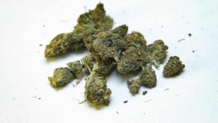 La cannabis thérapeutique va être autorisé au Royaume-Uni sur prescription